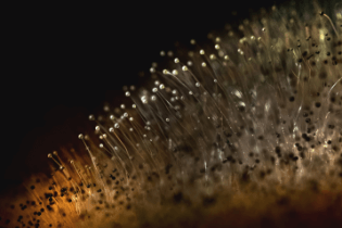  未知物成分分析