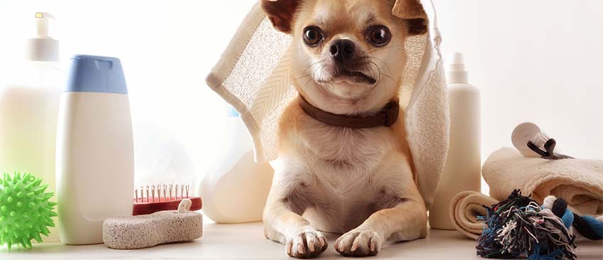 宠物用品杀菌抑菌检测