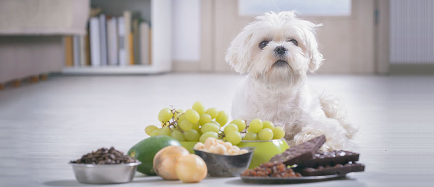 饲料和宠物食品成分检测(氨基酸/维生素/